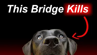 The Bridge That Is BANNED For Dogs