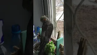 Пение самца кореллы🦜😄