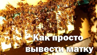 Простейший способ вывода маток для небольших пасек.