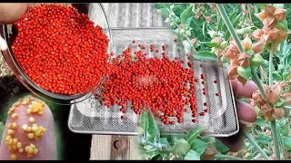 Ashwagandha Berry | How To Harvest, Dry & Uses