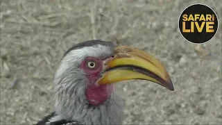 safariLIVE - Sunrise Safari - September 18, 2018