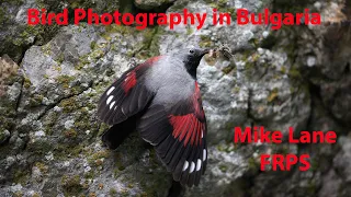 Bird Photography in Bulgaria