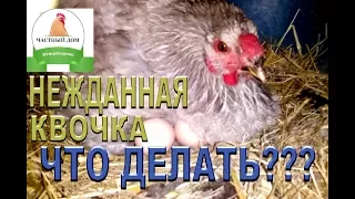 Курица наседка  Как поступить чтобы квочка перестала сидеть на яйцах
