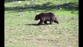 Grizzly Encounter - This is what happened when I yelled at them!