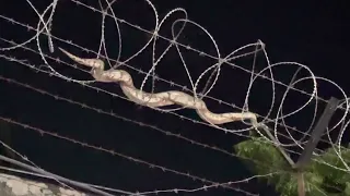 Snake Python moving on wire