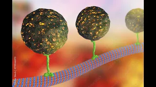 Intracellular Transport