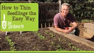 How to Thin Seedlings the Easy Way