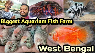 Flower horn fish farming in Howrah | Oscar Fish Farming | Ayush Fishery