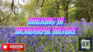 Walking in beautiful nature in the UK#4k #relaxingsounds #asmar #forestsounds #peace