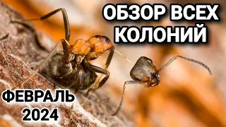 ОБЗОР ВСЕХ КОЛОНИЙ (февраль 2024). #Muraveinik