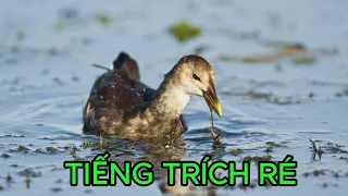 Tiếng chim TRÍCH RÉ đặc biệt