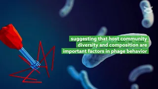 The impact of bacteriophages on soil bacterial communities