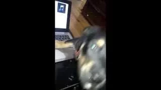 Dog listening to wolf howl