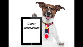 Совет ветеринара. Особенности питания и пищеварения собак