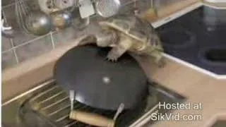 Turtle Humping Pot