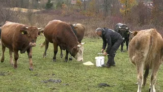 - ŽIVOT JE NA SELU. VRATIO SE IZ BANJALUKE I UZGAJA KRAVE I BIKOVE ISPOD OBRONAKA ČEMERNICE