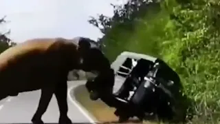 Wild elephant attack on a three wheeler on Buttala Kataragama road. wild lanka