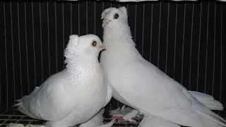 Разведение Узбекских голубей