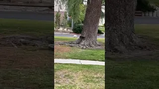 CAT VS COYOTE... Wait for it