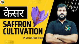 Saffron Cultivation | Kesar ki kheti |  Agriculture RS Rajput