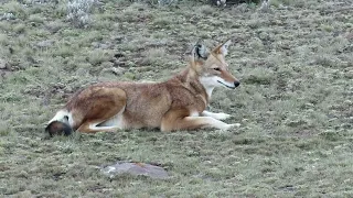 Ethiopian Wolves hunting rodents in the Bale Mountains of Ethiopia