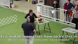 Training a show dog to Stand without moving by Eric Salas Workshops