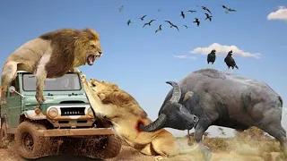 The Wild Buffalo Fiercely Rammed The Male Lion Tnto The Car And Died Tragically, The Rest Ran Away