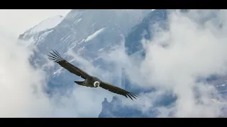El Condor Pasa (Backing Track)