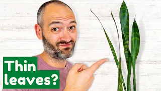 4 Common Mistakes To Avoid That Kill Snake Plants