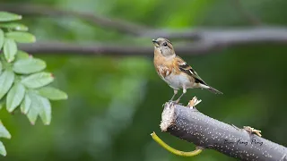 花雀的母鳥/Brambling Female