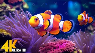 Aquarium 4K VIDEO (ULTRA HD)  - Beautiful Coral Reef Fish - Relaxing Sleep Meditation Music #27