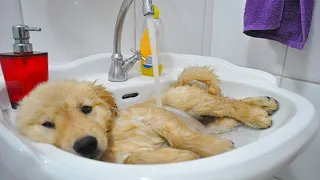 Funny and Cute golden retriever Puppies Compilation #5 - Cutest Golden Puppies