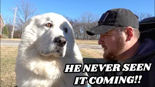 LIVESTOCK GUARDIAN DOG ATTACKED IN BROAD DAYLIGHT!