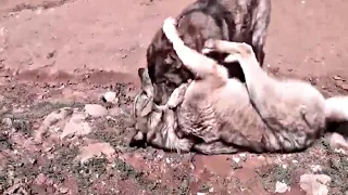 Wolf attacks the wrong dog and pays the price!!!