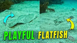 Playful Flatfish Peek-a-Boo in the Seabed