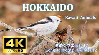 [4K] Hokkaido Kawaii Animals 冬のシマエナガ12 long-tailed tits in winter12