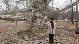 TOPCIDERSKI Platan Manastir Rakovica i Grob Patrijarha Pavla Vlog iz Beograda Bogatstvo Srbije