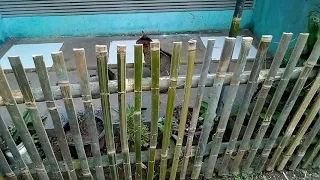 CARA MUDAH MEMBUAT PAGAR SIMPLE DARI BAMBU,COCOK BAGI PEMULA,"easy way to make a bamboo fence".