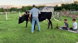 Introduction to Working Steers & Oxen #cattle #oxen #ox #history #newengland #logging #farming