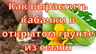 Как вырастить кабачки в открытом грунте из  семян