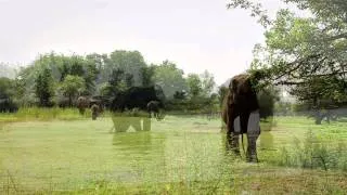 Elephants of KornilovAstrakhan-2012