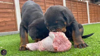 9 Weeks Old Rottweiler Puppies VS RAW Turkey Legs