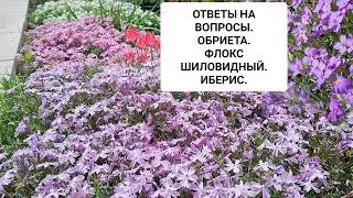 ОТВЕТЫ НА ВОПРОСЫ. ОБРИЕТА. ФЛОКС ШИЛОВИДНЫЙ. ИБЕРИС.