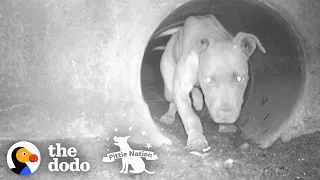 Pittie Living In Sewer Becomes A Cuddlebug Once She's Safe | The Dodo Pittie Nation