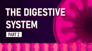 How We Absorb Nutrients | The Digestive System