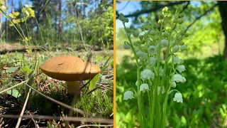 В лісі сухо, але ГРИБИ РОСТУТЬ. Збір грибів у травні