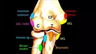 Imaging of the elbow joint   DRE 15   Dr Mamdouh Mahfouz 720p