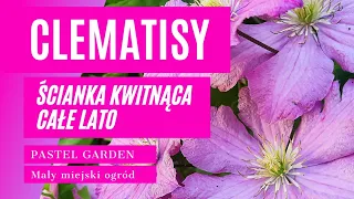 Clematisy - jak zaprojektować  ściankę kwitnącą całe lato . Dobór odmian (clematis , powojnik )