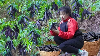 Harvesting Bodhi Trees in the Forest, Going to the Market to Sell With My Sister | Quynh Bushcraft