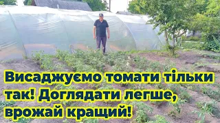 Висаджуємо томати тільки так! Доглядати легше, врожай кращий!